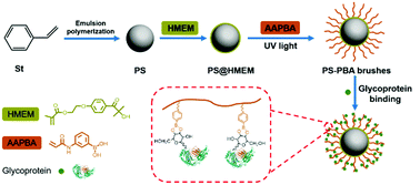 Graphical abstract: Boronic acid-functionalized spherical polymer brushes for efficient and selective enrichment of glycoproteins