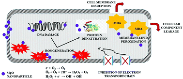 Graphical abstract: An insight into the mechanism of antibacterial activity by magnesium oxide nanoparticles