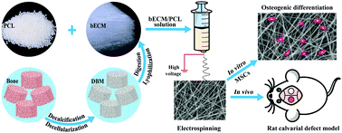 Graphical abstract: Demineralized and decellularized bone extracellular matrix-incorporated electrospun nanofibrous scaffold for bone regeneration