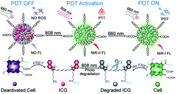 Graphical abstract: A biodegradable nano-photosensitizer with photoactivatable singlet oxygen generation for synergistic phototherapy