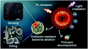 Graphical abstract: AIE-active polyelectrolyte based photosensitizers: the effects of structure on antibiotic-resistant bacterial sensing and killing and pollutant decomposition