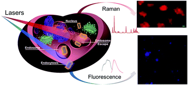 Graphical abstract: Polyethylenimine-modified graphitic carbon nitride nanosheets: a label-free Raman traceable siRNA delivery system