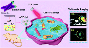 Graphical abstract: A natural anthocyanin-based multifunctional theranostic agent for dual-modal imaging and photothermal anti-tumor therapy