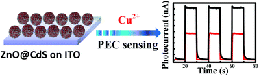Graphical abstract: In situ creation of ZnO@CdS nanoflowers on ITO electrodes for sensitive photoelectrochemical detection of copper ions in blood