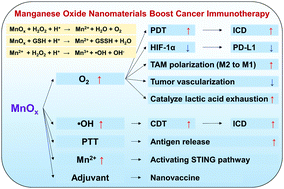 Graphical abstract: Manganese oxide nanomaterials boost cancer immunotherapy