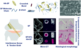 Graphical abstract: An interference screw made using a silk fibroin-based bulk material with high content of hydroxyapatite for anterior cruciate ligament reconstruction in a rabbit model