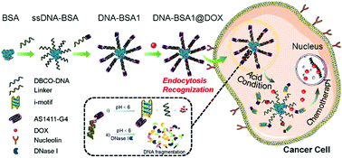Graphical abstract: Microenvironment-responsive DNA-conjugated albumin nanocarriers for targeted therapy
