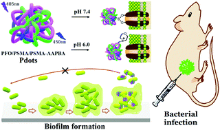 Graphical abstract: Simultaneous inhibition of planktonic and biofilm bacteria by self-adapting semiconducting polymer dots