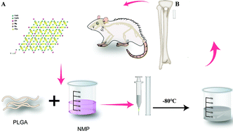 Graphical abstract: Ba/Mg co-doped hydroxyapatite/PLGA composites enhance X-ray imaging and bone defect regeneration