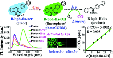 Graphical abstract: B-Ring-extended flavonol-based photoCORM: activated by cysteine-ratiometric fluorescence sensing and accurate control of linear CO release