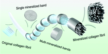 Graphical abstract: Growth of mineralized collagen films by oriented calcium fluoride nanocrystal assembly with enhanced cell proliferation