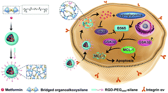 Graphical abstract: ROS-responsive organosilica nanocarrier for the targeted delivery of metformin against cancer with the synergistic effect of hypoglycemia