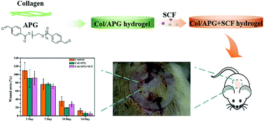 Graphical abstract: Injectable, self-healing and pH responsive stem cell factor loaded collagen hydrogel as a dynamic bioadhesive dressing for diabetic wound repair