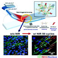 Graphical abstract: Protein-based soft actuator with high photo-response and easy modulation for anisotropic cell alignment and proliferation in a liquid environment