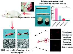 Graphical abstract: Biodegradable polyurethane nerve guide conduits with different moduli influence axon regeneration in transected peripheral nerve injury
