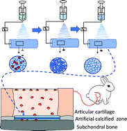 Graphical abstract: Artificial osteochondral interface of bioactive fibrous membranes mediating calcified cartilage reconstruction