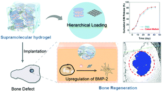 Graphical abstract: Co-delivery of simvastatin and demineralized bone matrix hierarchically from nanosheet-based supramolecular hydrogels for osteogenesis