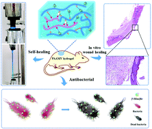 Graphical abstract: A novel self-healing triple physical cross-linked hydrogel for antibacterial dressing