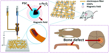 Graphical abstract: Superparamagnetic core–shell electrospun scaffolds with sustained release of IONPs facilitating in vitro and in vivo bone regeneration