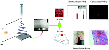 Graphical abstract: Bioabsorbable poly(4-hydroxybutyrate) (P4HB) fibrous membranes as a potential dermal substitute