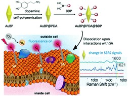 Graphical abstract: Detection of cell-surface sialic acids and photodynamic eradication of cancer cells using dye-modified polydopamine-coated gold nanobipyramids
