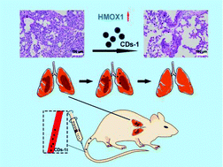 Graphical abstract: Carbon dots up-regulate heme oxygenase-1 expression towards acute lung injury therapy