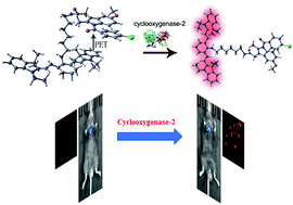 Graphical abstract: Evaluation of cyclooxygenase-2 fluctuation via a near-infrared fluorescent probe in idiopathic pulmonary fibrosis cell and mice models