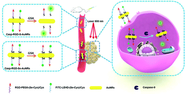 Graphical abstract: Se-modified gold nanorods for enhancing the efficiency of photothermal therapy: avoiding the off-target problem induced by biothiols