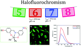 Graphical abstract: Organotin Schiff bases as halofluorochromic dyes: green synthesis, chemio-photophysical characterization, DFT, and their fluorescent bioimaging in vitro