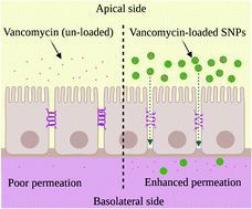 Graphical abstract: Engineering mesoporous silica nanoparticles towards oral delivery of vancomycin