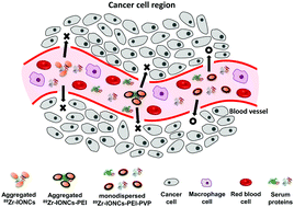 Graphical abstract: Biological behavior of nanoparticles with Zr-89 for cancer targeting based on their distinct surface composition