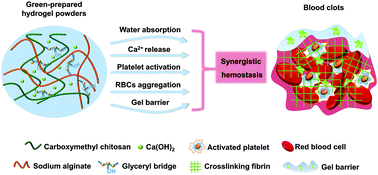 Graphical abstract: Facile and green approach towards biomass-derived hydrogel powders with hierarchical micro-nanostructures for ultrafast hemostasis