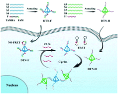 Graphical abstract: Ratiometric and amplified fluorescence nanosensor based on a DNA tetrahedron for miRNA imaging in living cells