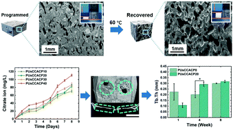 Graphical abstract: Enhanced biomineralization of shape memory composite scaffolds from citrate functionalized amorphous calcium phosphate for bone repair
