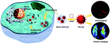 Graphical abstract: One-step fabrication of functional carbon dots with long wavelength emission for gene delivery and bio-imaging