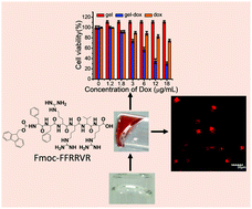 Graphical abstract: De novo design of self-assembly hydrogels based on Fmoc-diphenylalanine providing drug release