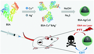 Graphical abstract: Development of copper vacancy defects in a silver-doped CuS nanoplatform for high-efficiency photothermal–chemodynamic synergistic antitumor therapy