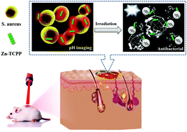 Graphical abstract: The fluorescence imaging and precise suppression of bacterial infections in chronic wounds by porphyrin-based metal–organic framework nanorods