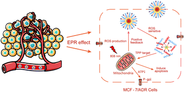 Graphical abstract: A multifunctional nano-delivery system enhances the chemo-co-phototherapy of tumor multidrug resistance via mitochondrial-targeting and inhibiting P-glycoprotein-mediated efflux