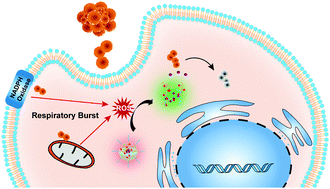 Graphical abstract: ROS-sensitive micelles for controlled delivery of antibiotics to combat intracellular Staphylococcus aureus-associated infections