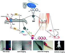 Graphical abstract: Rational design of an HClO-specific triggered self-immolative fluorescent turn-on sensor and its bioimaging applications