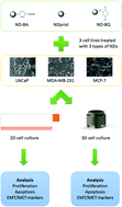 Graphical abstract: The influence of differently functionalized nanodiamonds on proliferation, apoptosis and EMT/MET phenomena in 2D and 3D tumor cell cultures