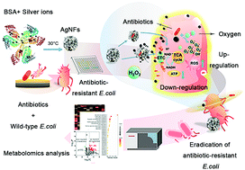 Graphical abstract: Silver nanoflowers coupled with low dose antibiotics enable the highly effective eradication of drug-resistant bacteria