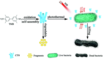 Graphical abstract: A biodegradable and near-infrared light-activatable photothermal nanoconvertor for bacterial inactivation