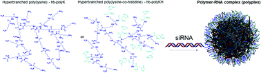 Graphical abstract: Investigating histidinylated highly branched poly(lysine) for siRNA delivery