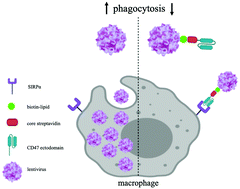 Graphical abstract: Less phagocytosis of viral vectors by tethering with CD47 ectodomain