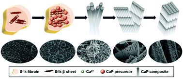 Graphical abstract: Silk fibroin directs the formation of monetite nanocrystals and their assembly into hierarchical composites