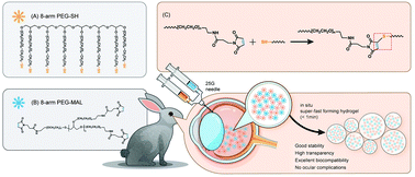 Graphical abstract: Super-fast in situ formation of hydrogels based on multi-arm functional polyethylene glycols as endotamponade substitutes