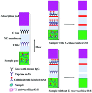 Graphical abstract: A gold nanoparticle based colorimetric sensor for the rapid detection of Yersinia enterocolitica serotype O:8 in food samples