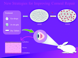 Graphical abstract: Various administration forms of decellularized amniotic membrane extract towards improving corneal repair